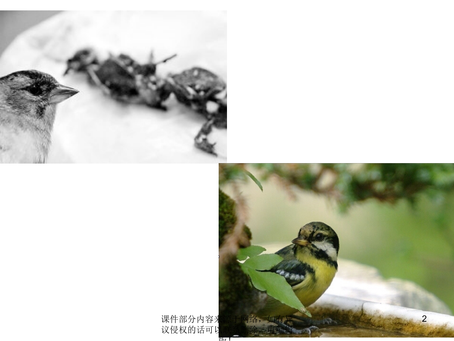 爱自己-爱生命主题班会.pptx_第2页