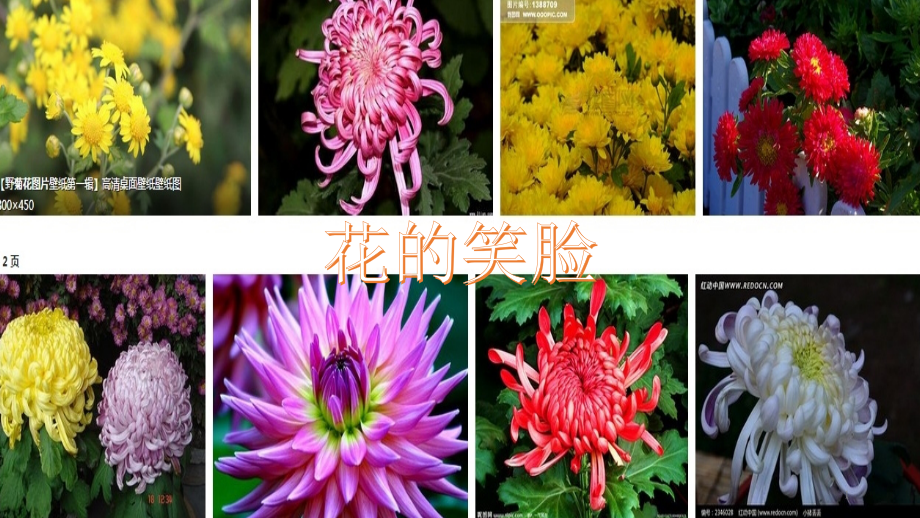 写菊花作文.pptx_第1页