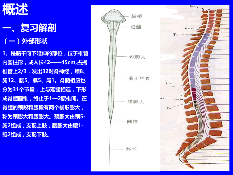 脊髓病变课件.ppt_第2页