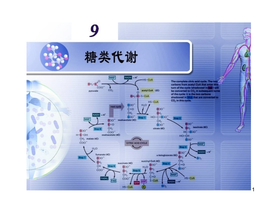 生物化学糖类代谢.ppt_第1页