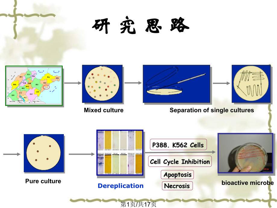 微生物分离培养.pptx_第1页