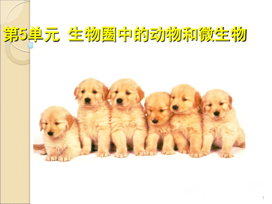 动物的运动方式第一课时.ppt_第1页