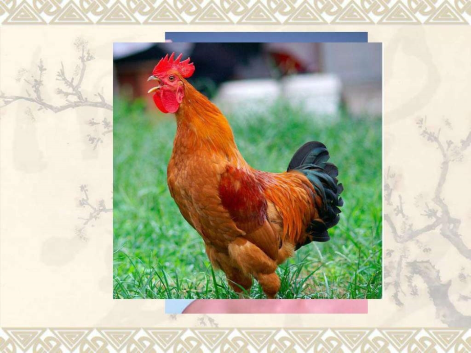 透明质酸性质及生产方法.ppt_第1页