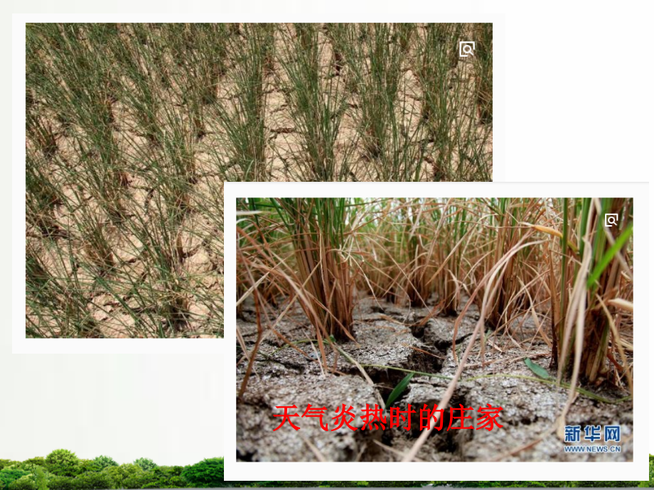 冀教版科学一年级下册课件：科学天气与动植物.pptx_第1页