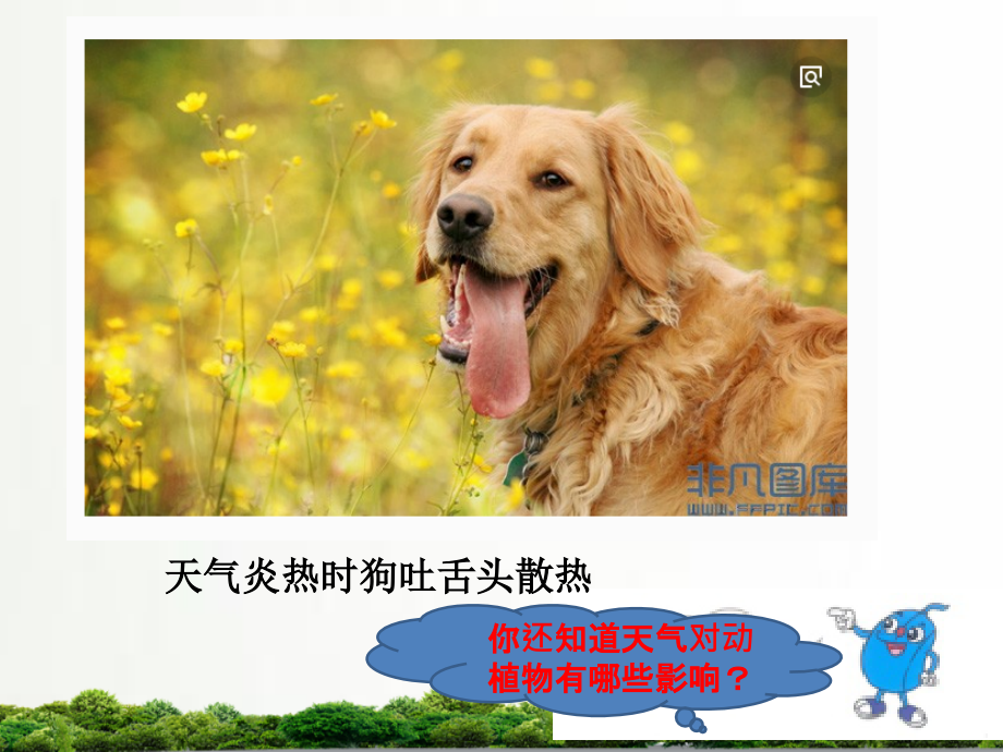 冀教版科学一年级下册课件：科学天气与动植物.pptx_第2页