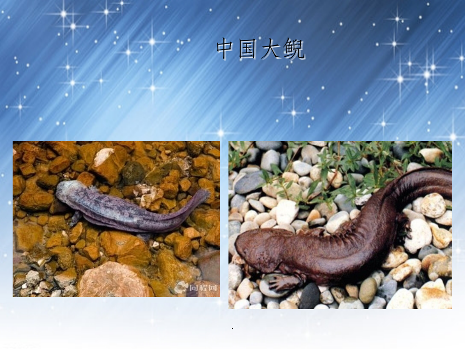 保护濒危动物.ppt_第2页