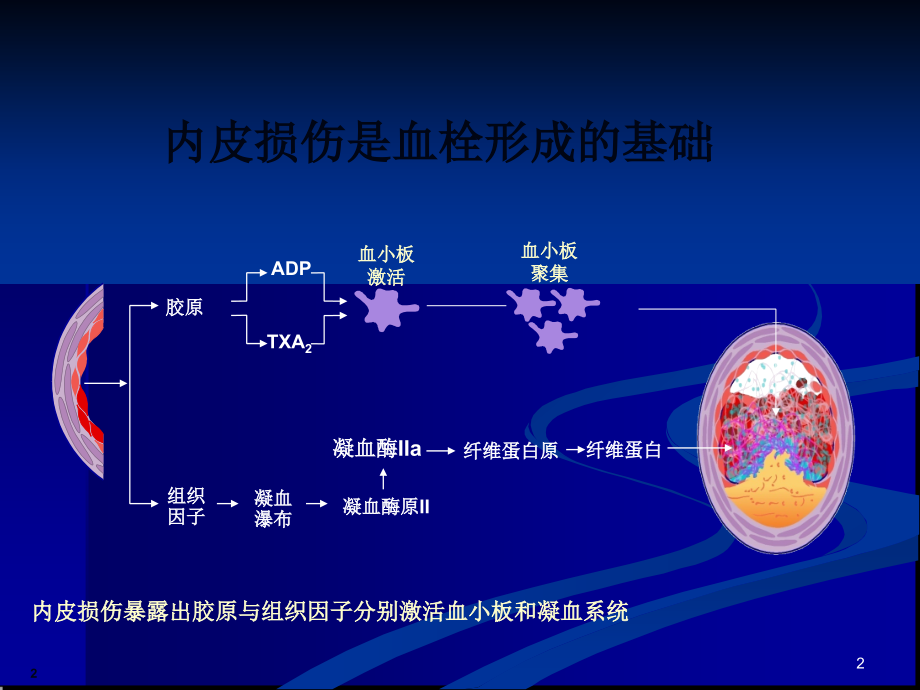 抗凝疗法.ppt_第2页