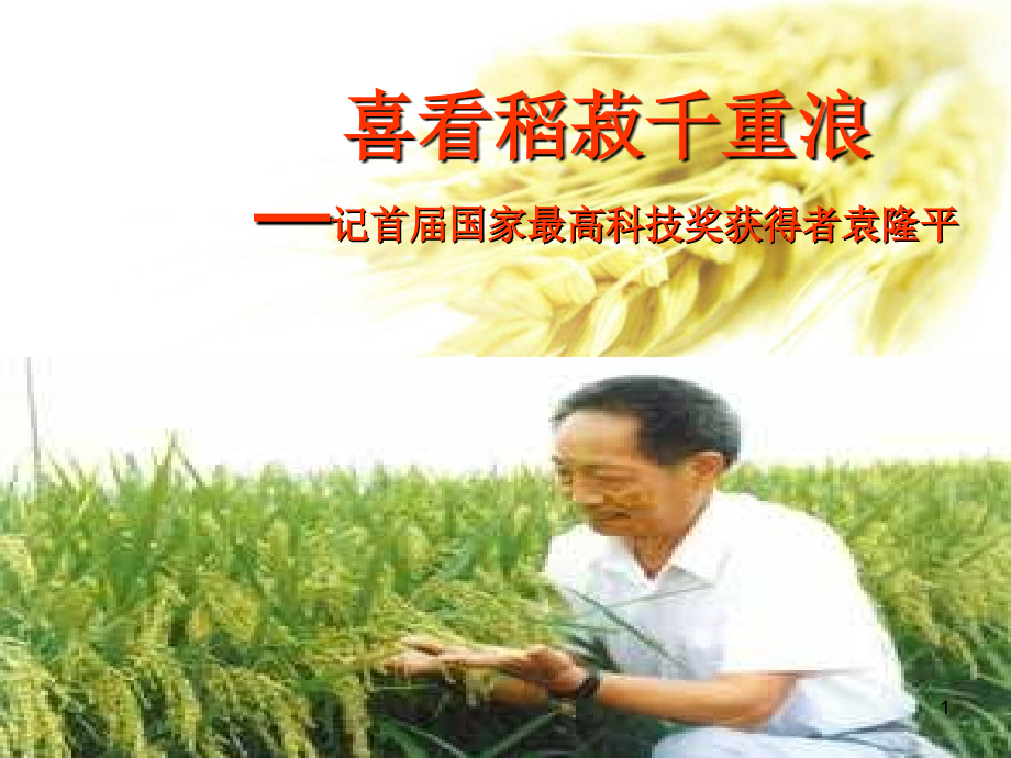 喜看稻菽千重浪.ppt_第1页
