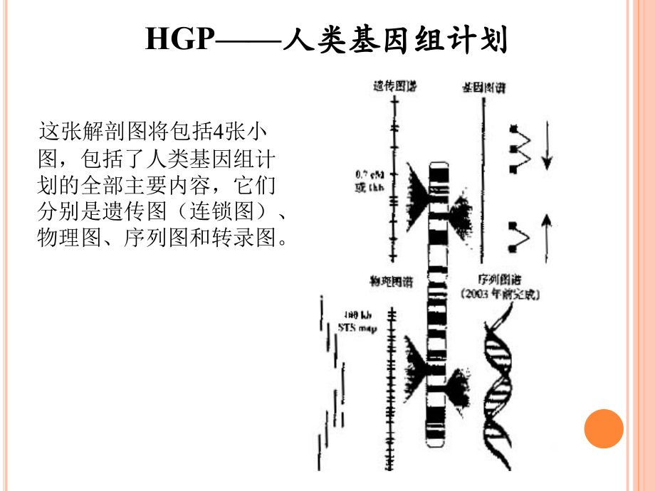 后基因组时代的生物信息.ppt_第2页