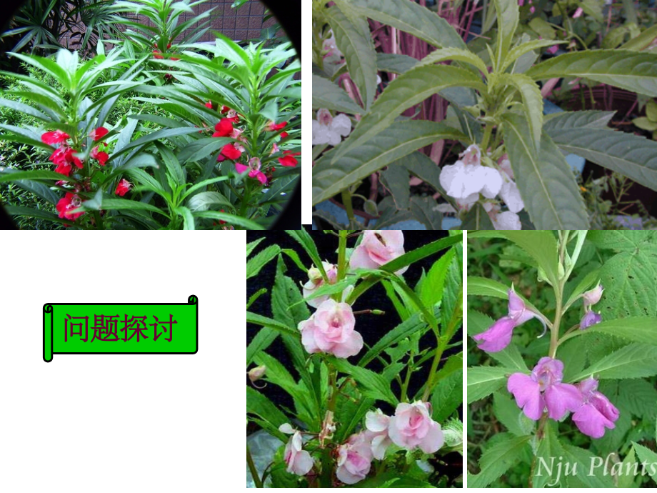 人教版生物必修二全册PPT课件.ppt_第2页