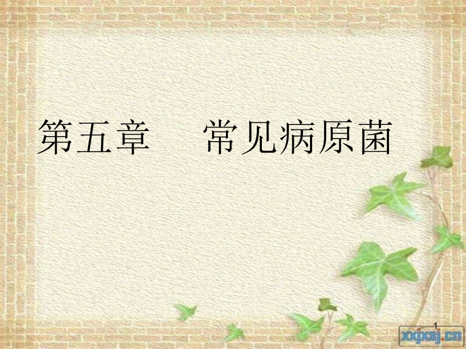 常见病原菌.ppt_第1页