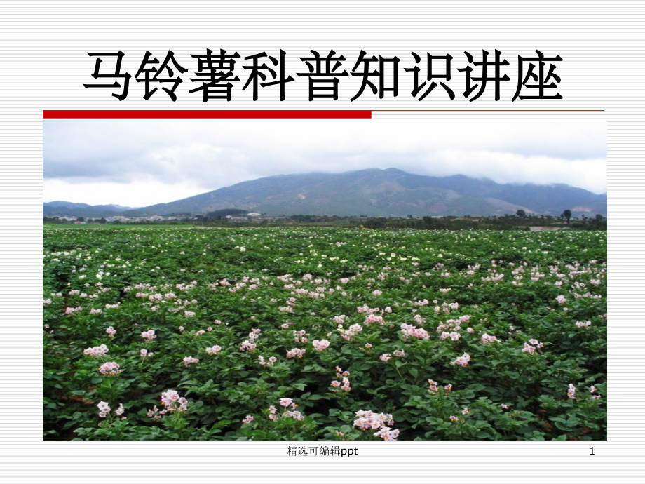 土豆的介绍.ppt_第1页