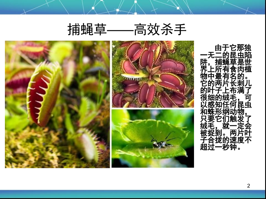 世界上最奇特的植物.ppt_第2页