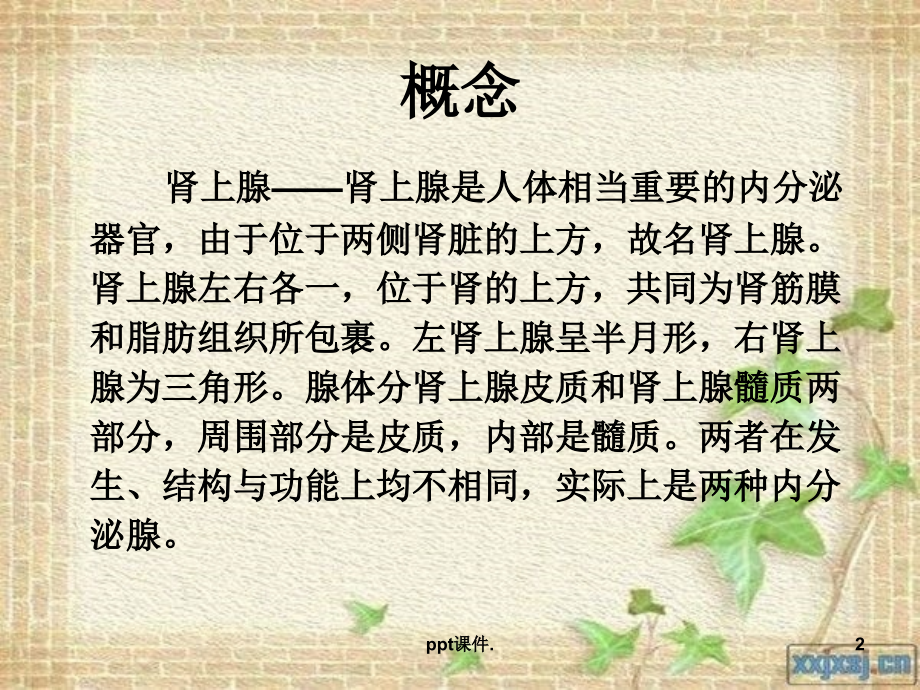 后腹腔镜肾上腺肿瘤切除术幻灯片.ppt_第2页