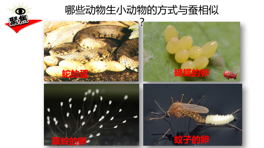 【新教材】教科版三年级下册科学：2.7动物的繁殖教学课件.ppt_第1页