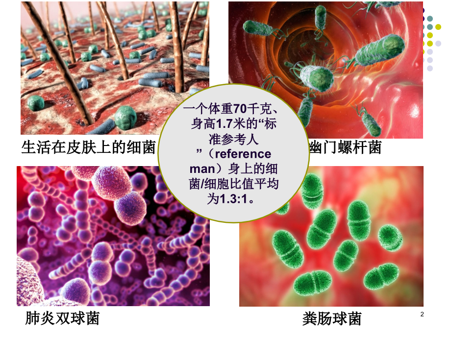 微生物的类群及特点.ppt_第2页