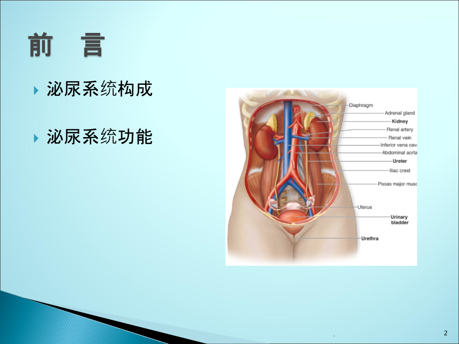 泌尿系统总论课件.pptx_第2页