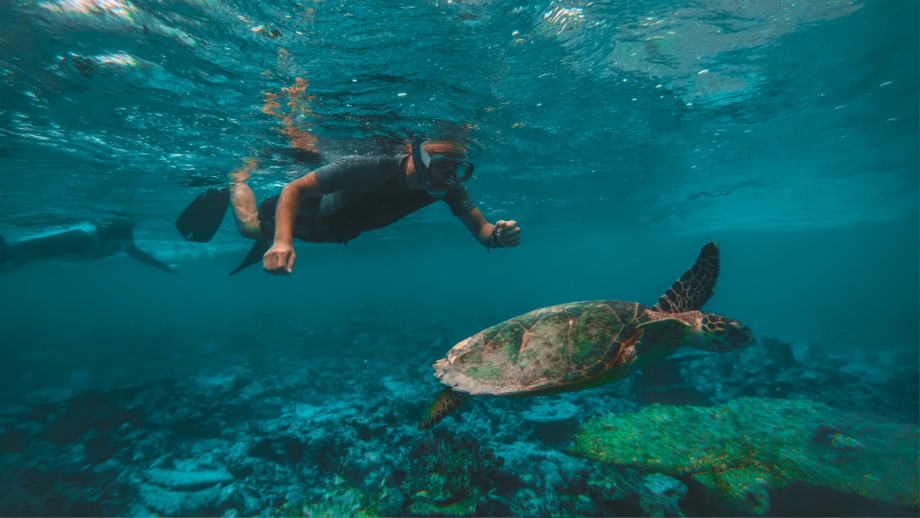 人教部编版四年级语文下册-老舍笔下的小动物们-名师教学课件.pptx_第1页