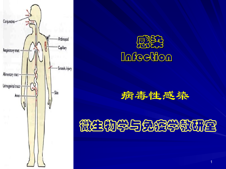 感染病毒性感染.ppt_第1页