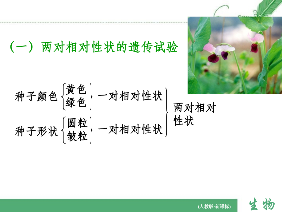 两对相对性状的杂交实验.ppt_第2页