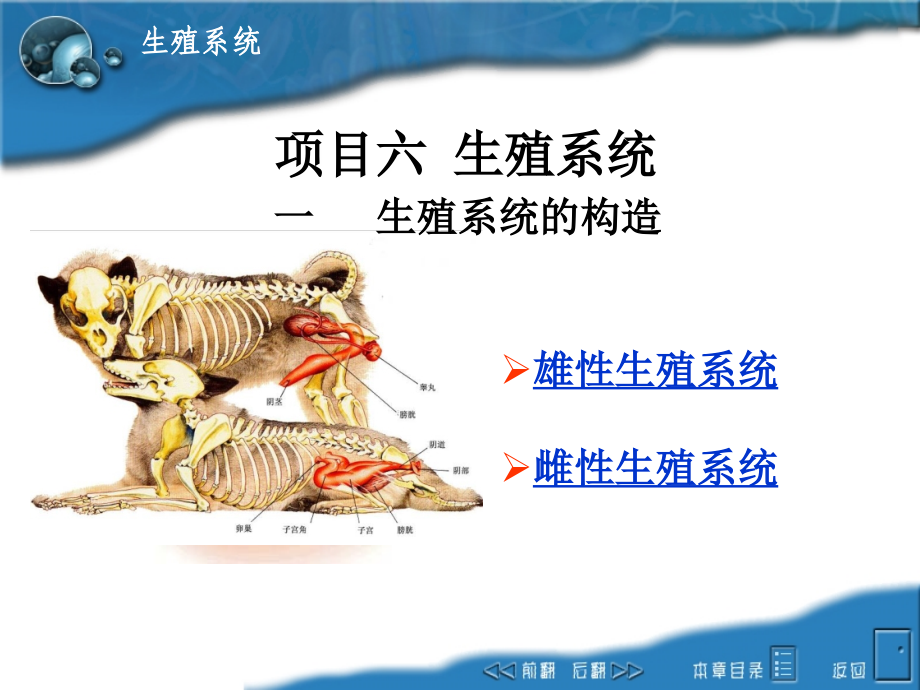 生殖系统雄性构造.ppt_第1页