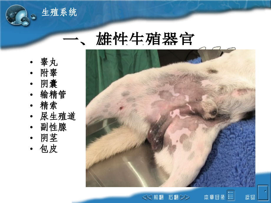 生殖系统雄性构造.ppt_第2页