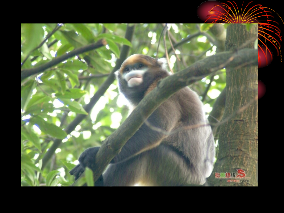 濒危动物图片及资料.ppt_第2页