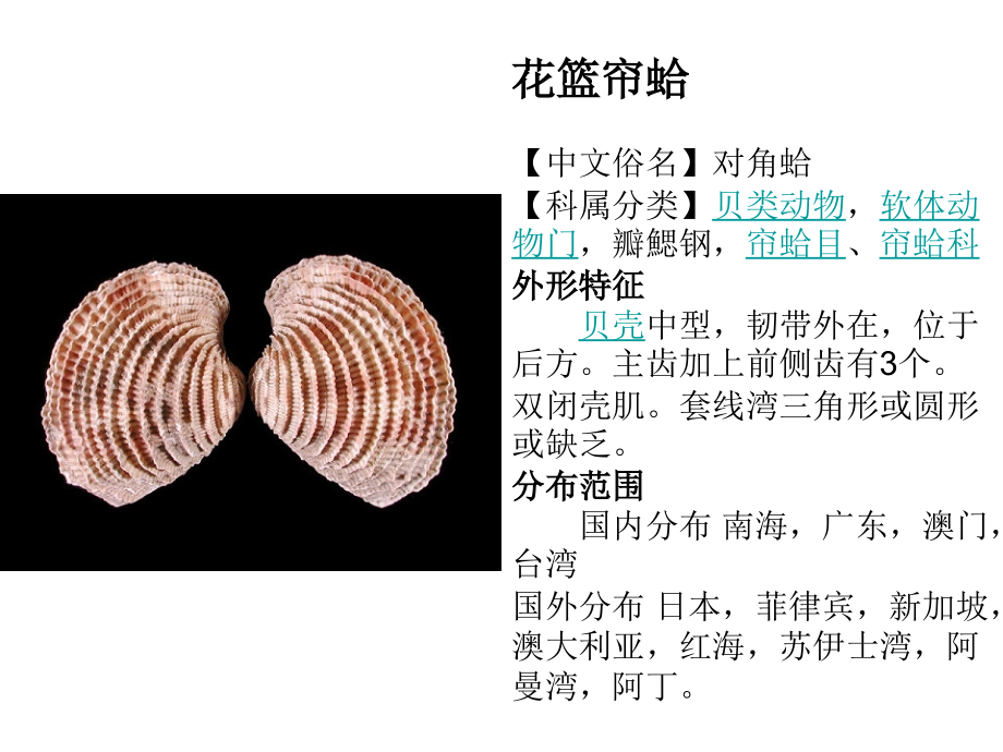 常见贝类识别.pptx_第1页