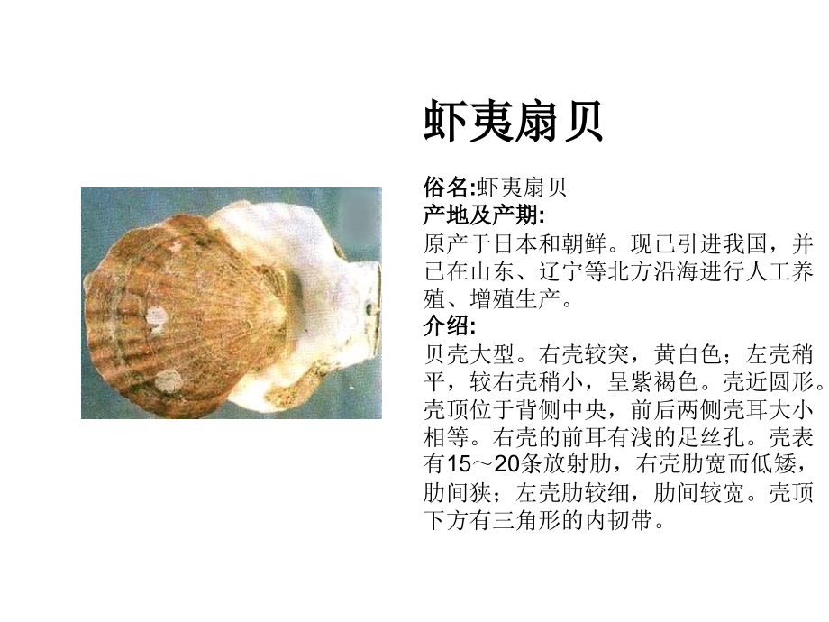 常见贝类识别.pptx_第2页