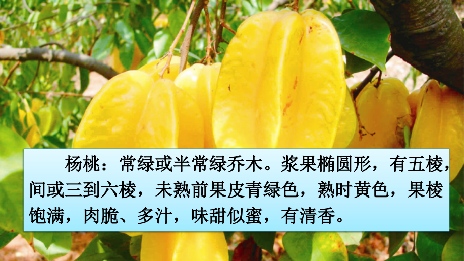人教版小学语文二年级下册画杨桃完整.ppt_第2页