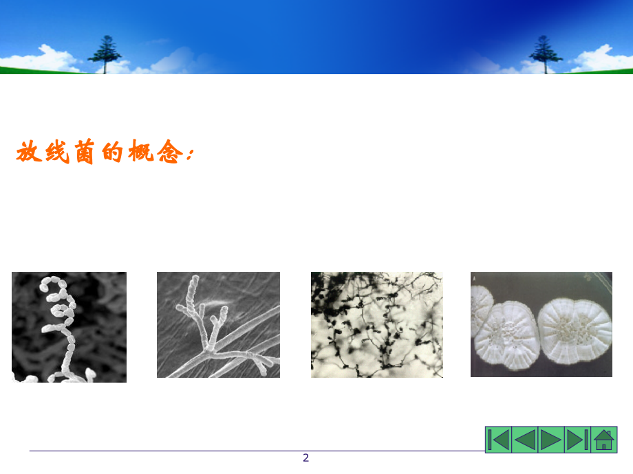放线菌其他原核微生物.ppt_第2页