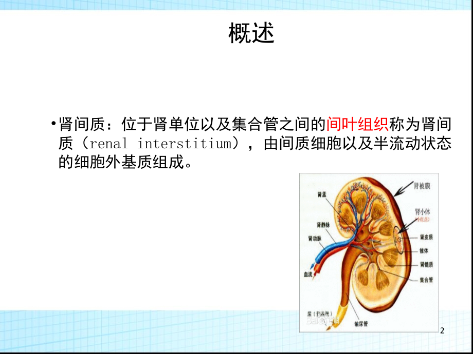 间质性肾炎.ppt_第2页