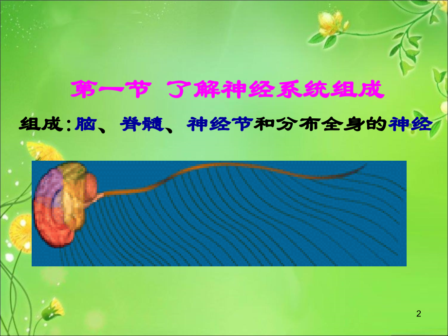 神经系统解剖定位.ppt_第2页