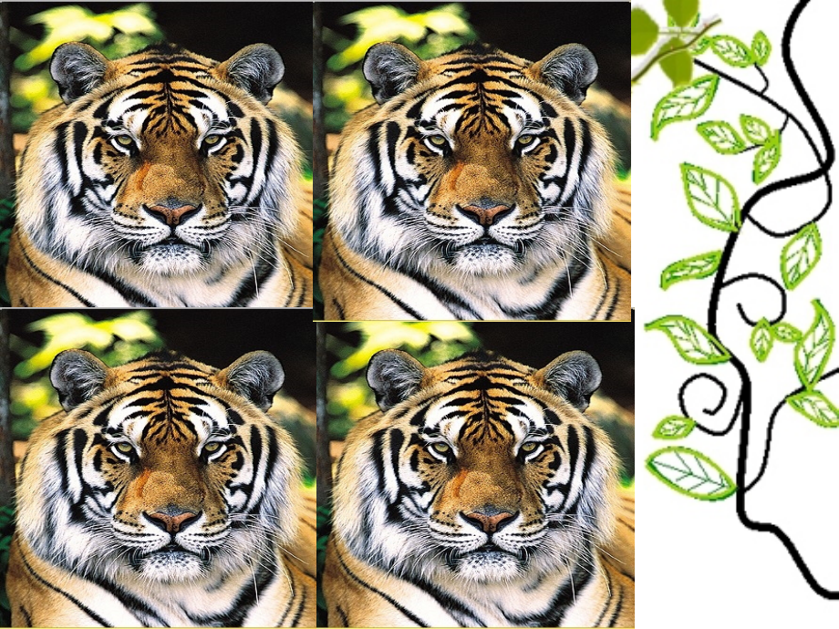 北师大版三起五年级英语unit2Animals.pptx_第1页