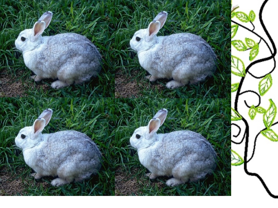 北师大版三起五年级英语unit2Animals.pptx_第2页