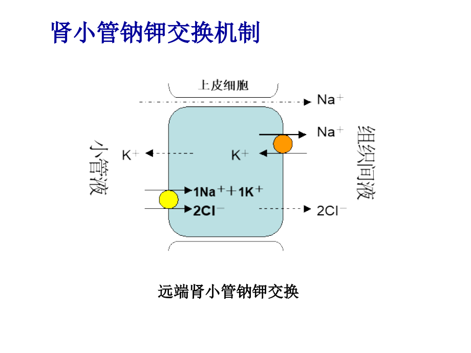 Liddle综合征培训课件.ppt_第2页