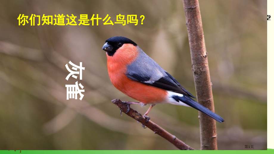 部编三上语文-26-灰雀市公开课一等奖省赛课获奖PPT课件.pptx_第1页