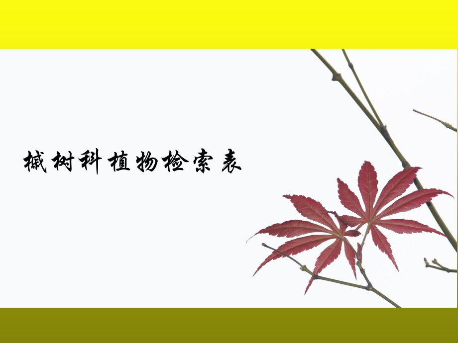 槭树科植物检索表.ppt_第2页
