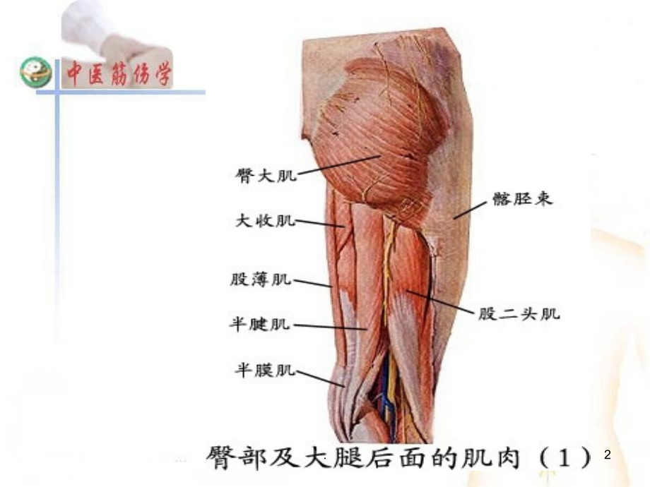 大腿肌肉损伤课件.ppt_第2页