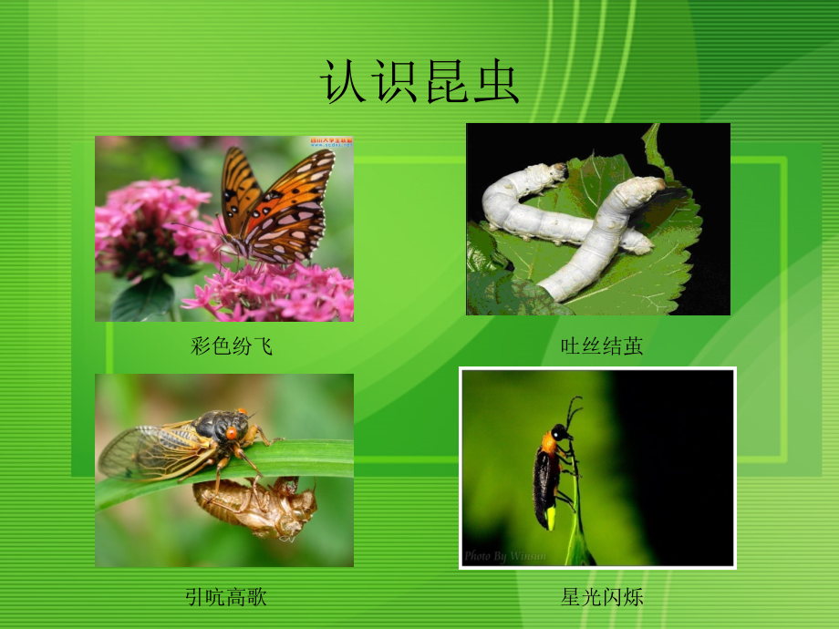 三年级探究课昆虫保护宣传画.ppt_第2页