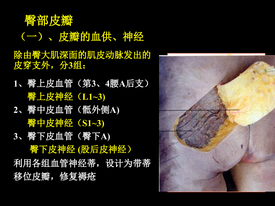 下肢后面显微解剖学ppt医学课件.ppt_第2页