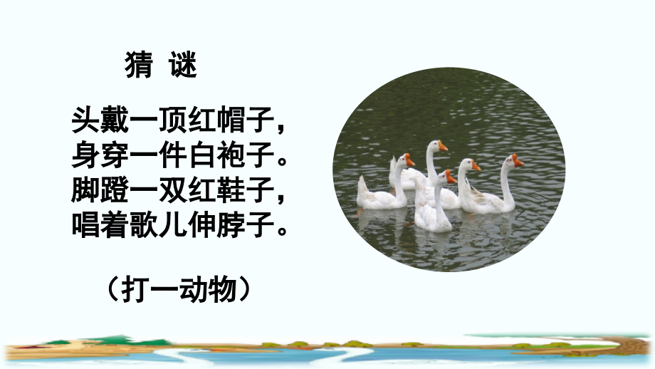 四年级语文下册《白鹅》课件.pptx_第1页