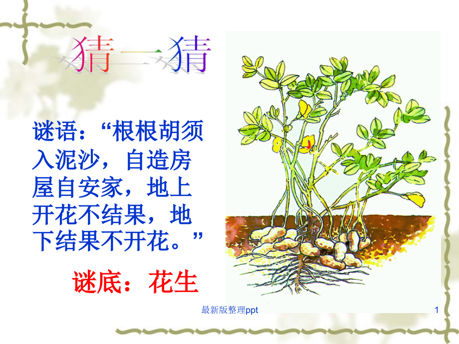 《落花生》第一课时.ppt_第1页