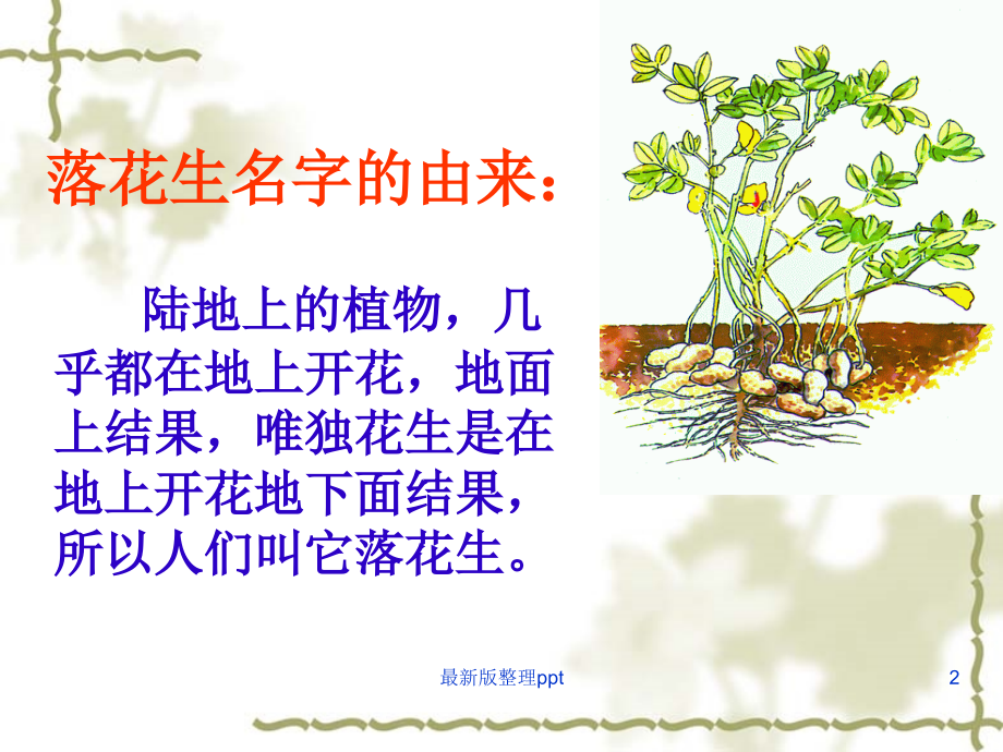 《落花生》第一课时.ppt_第2页