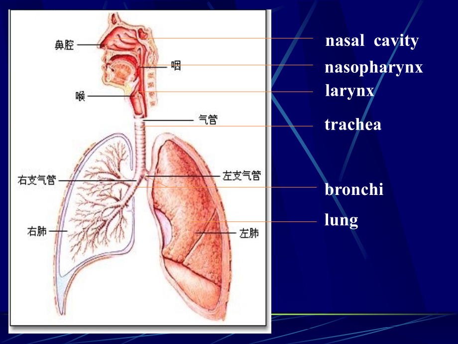 呼吸系统疾病PPT医学课件.ppt_第2页