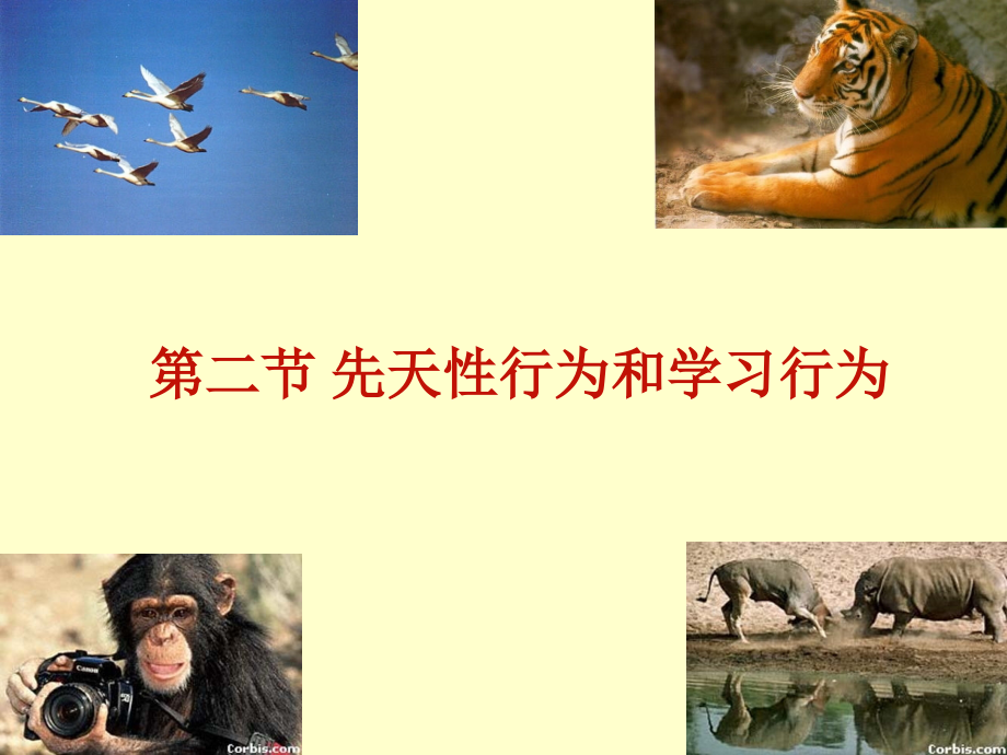 先天性行为和社会行为.ppt_第1页