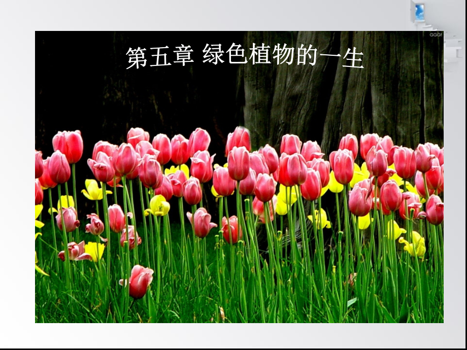 七年级生物上册-[]1植物种子的萌发1-苏教版.ppt_第1页