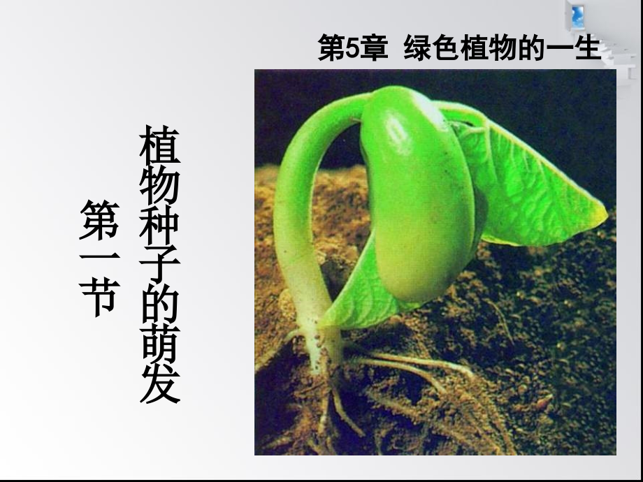 七年级生物上册-[]1植物种子的萌发1-苏教版.ppt_第2页