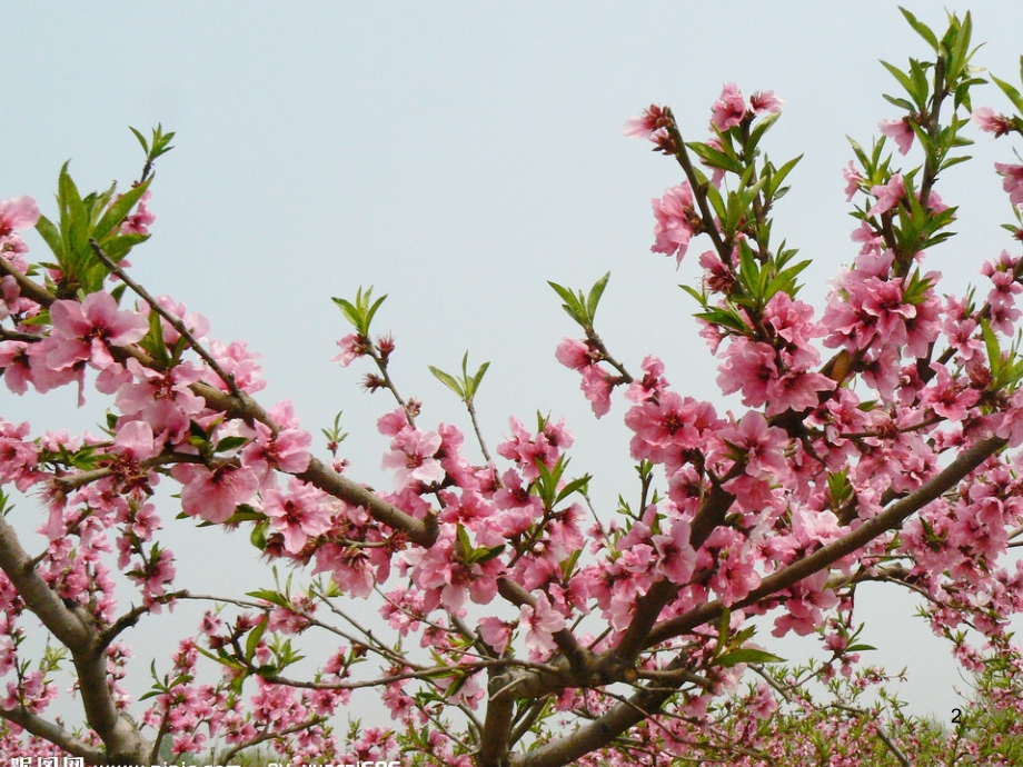 写花的作文桃花.ppt_第2页