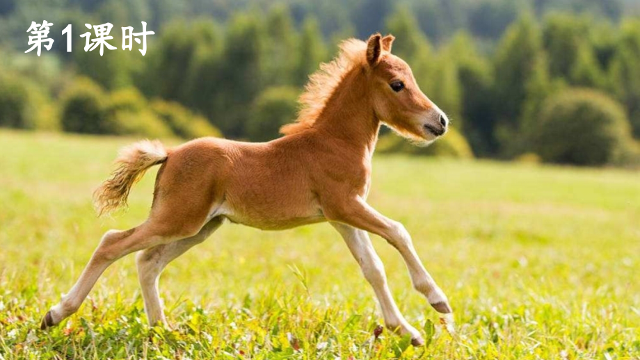 部编版二年级语文下册《小马过河》课件.pptx_第2页